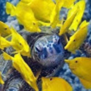 Meet your Posher, Cody